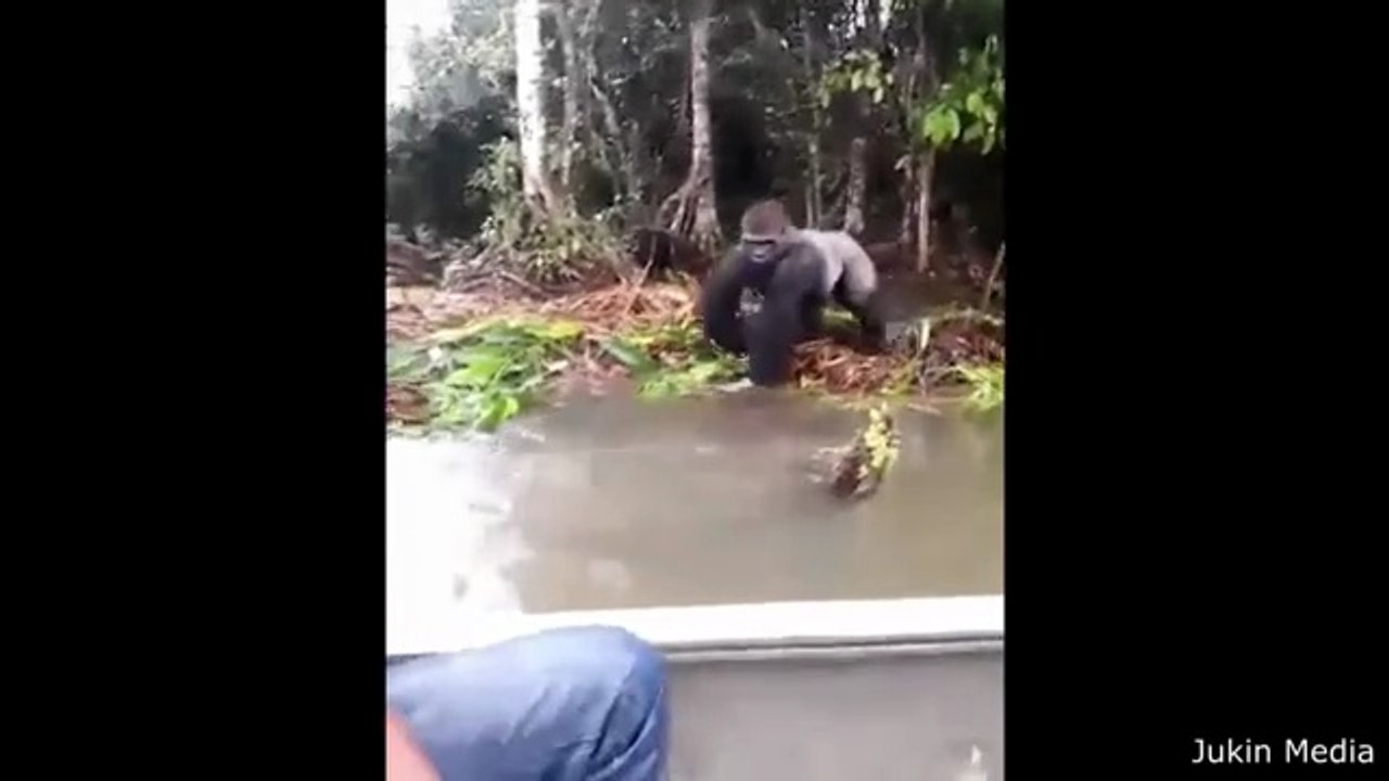 WEIRDEST And Funniest Animal Videos Ever