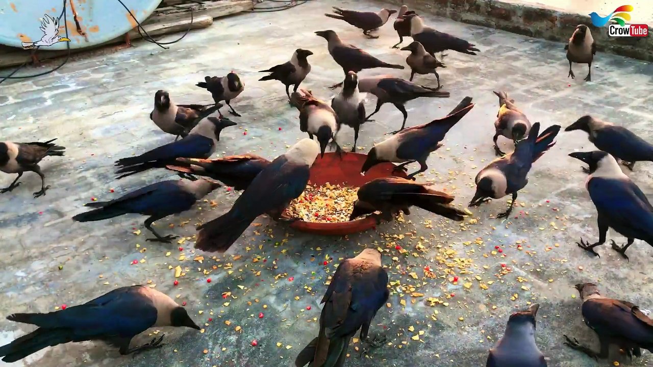 Huge Large Numbers Of Crows Attack On The Morning food, Crow Fight For Cheese, Crow call sound,