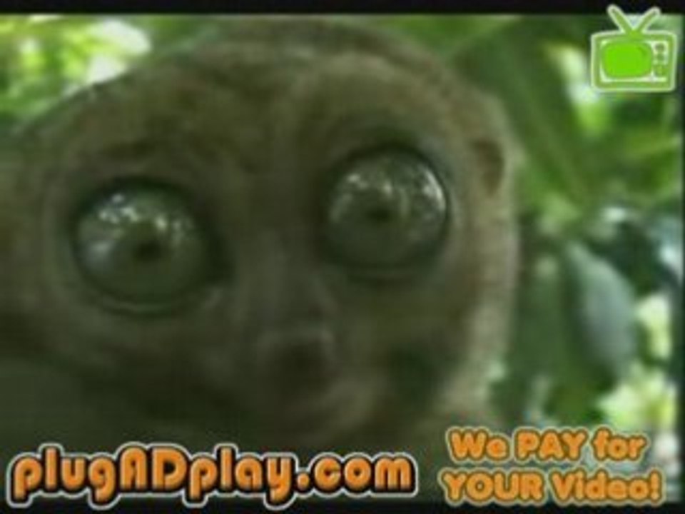 SCARY LEMUR