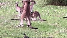 Kangaroo playing