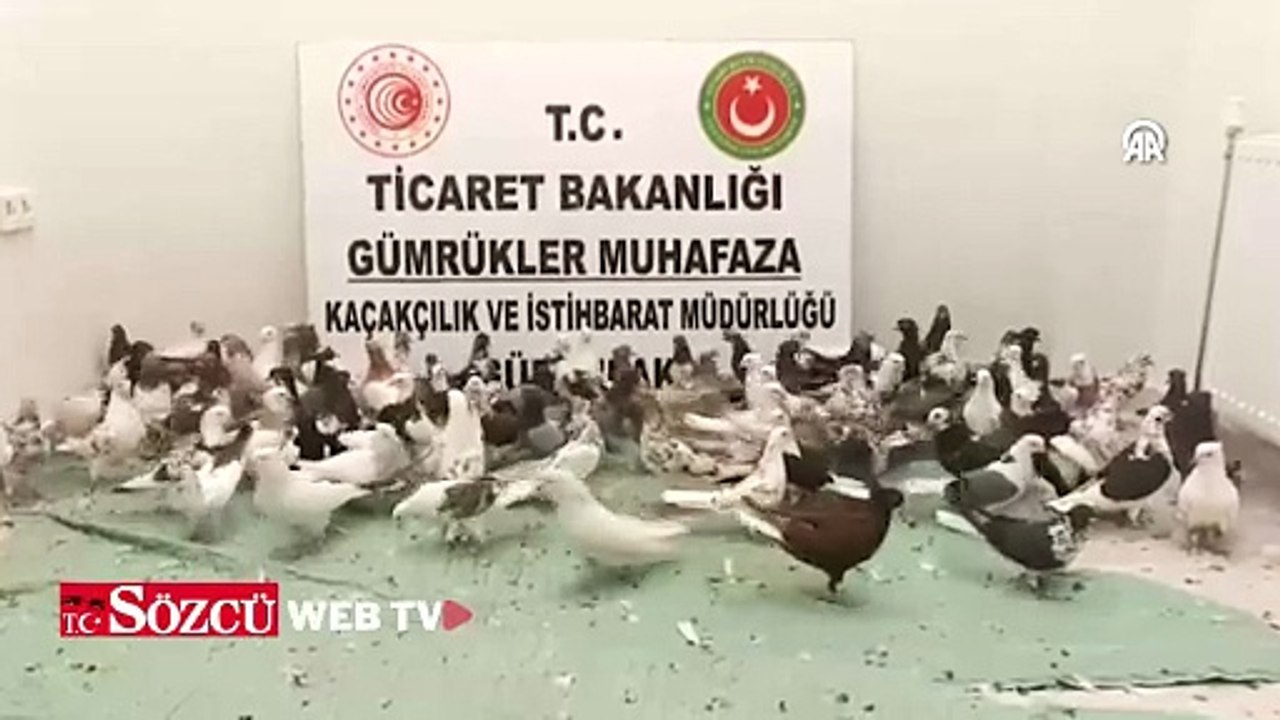Gürbulak Gümrük Kapısı'nda "cancan" cinsi 85 gü...