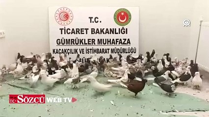 Gürbulak Gümrük Kapısı'nda "cancan" cinsi 85 güvercine el konuldu