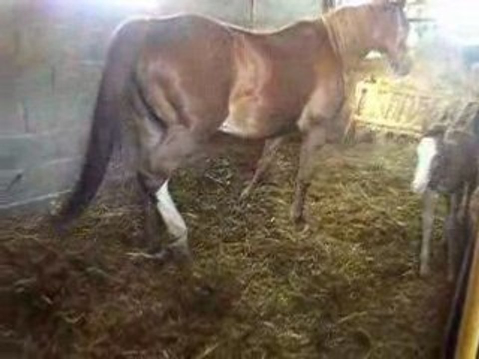 Galop bébé