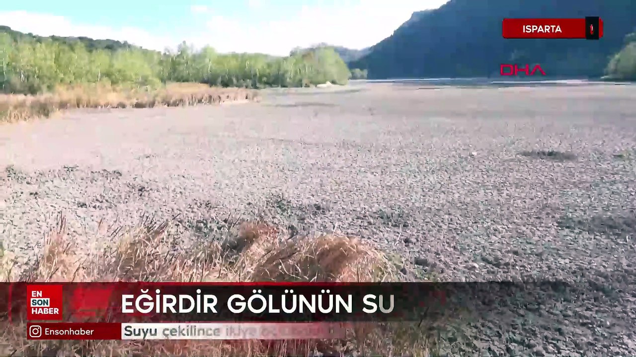 Isparta'da suyu çekilince ikiye bölünen Eğirdir Gölü, hayvanların otlağı oldu(
