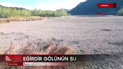 Isparta'da suyu çekilince ikiye bölünen Eğirdir Gölü, hayvanların otlağı oldu(