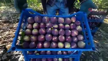 Antalya’da siyahı incir hasadında sona gelindi