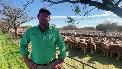 23,000 sheep yarded at Jamestown feature ewe sale
