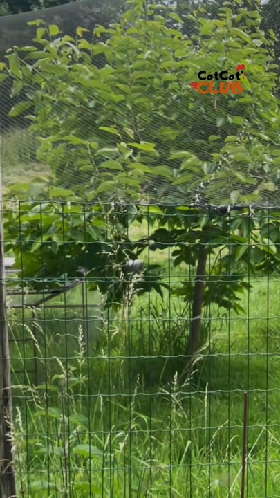 La volière de cet expert est passionné des poules 🐔