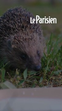 Comment installer un abri à hérissons dans son jardin cet automne ?