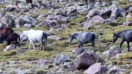 Kuraklık, Erciyes’in yılkı atlarını tehdit ediyor