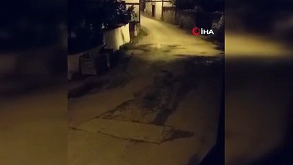 Sokak Ortasında Tilki Dansı!