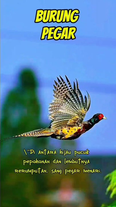 Fly free