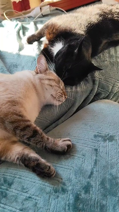 mignonnerie du jour 😁