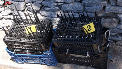 Rapine ai tir e sequestri di persona: 6 arresti in operazione "Long Vehicle" (16.10.25)