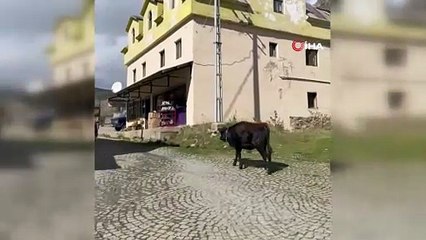 İneklerin hüzünlü ayrılığı sosyal medyada viral oldu