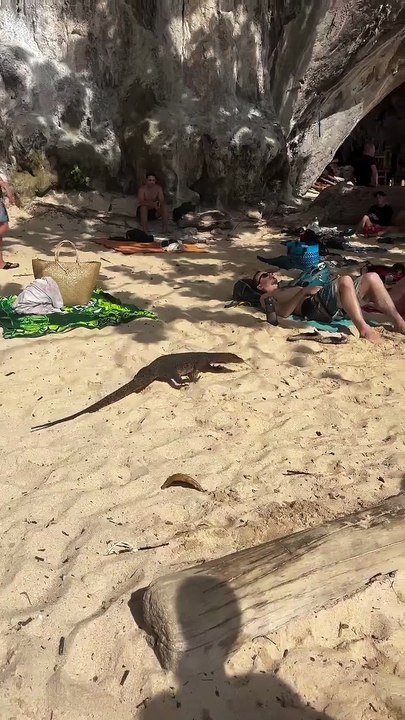 Lizard having a stroll on the beach
