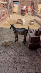 Pets Life #petslife #Viral #Funny #beauty