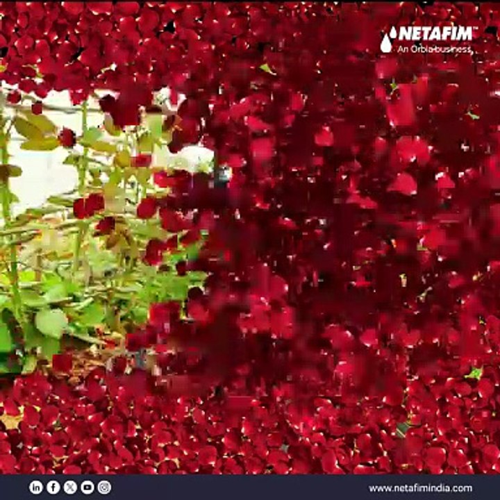 Netafim Mistnet Sprinkler | Precise Watering for Controlled Environments