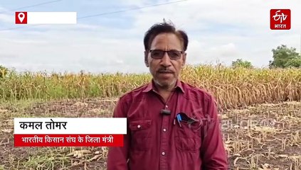 मक्के पर बारिश की मार, लागत नहीं निकलने से किसान परेशान, आंदोलन की दी चेतावनी