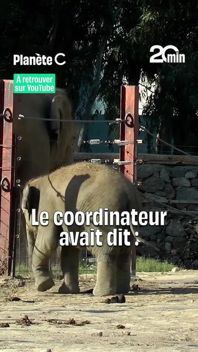 Sexualité et animaux en captivité : que se passe-t-il dans les enclos ?