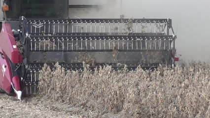 [녹색] 농진청 "콩 수확, 적정 시기 확보가 중요" / YTN