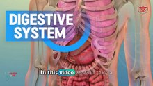 Digestion System