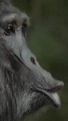 Watch how a troop of chimpanzees team up with incredible strategy and speed to hunt their prey. Nature’s intelligence at its finest! 🌍🐒