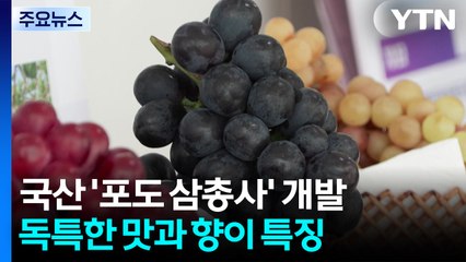 [녹색] '샤인머스켓'에 도전장...국산 '포도 삼총사'가 뜬다 / YTN