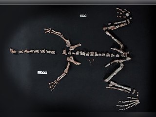 Sensationsfund: Forscher entdecken bislang unbekannten Dinosaurier