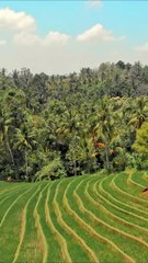 The Mekong Delta - Which is more important to you  -  mekong delta boat tour