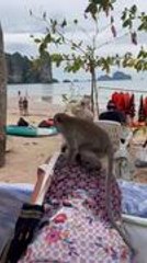 Monkey Tries to Reach Into Woman's Bag While Perched on Her Shoulder