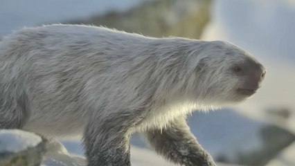 Planète préhistorique - saison 3 Teaser VO STEN