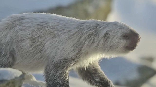 Planète préhistorique - saison 3 Teaser VO STEN