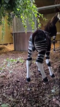 Endangered Okapi Calf born