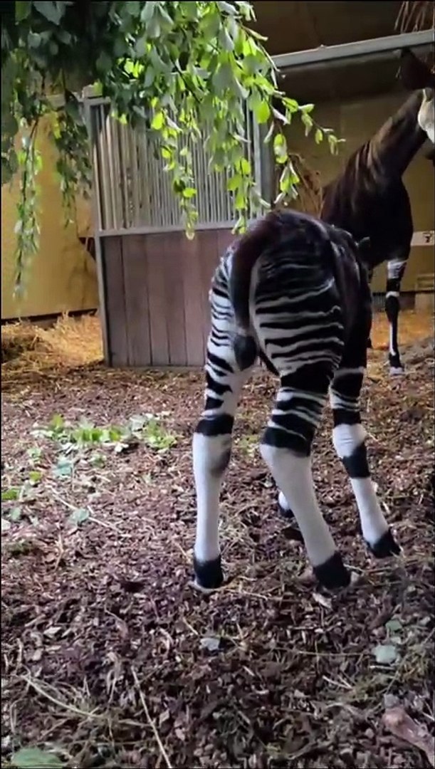 ⁣Endangered Okapi Calf born