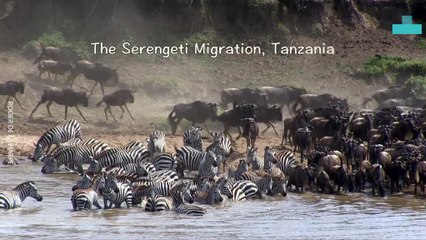 The Great Animal Migration Spectacle Across Water and Land