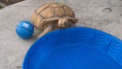 Annoyed tortoise shows his feisty side by bulldozing his little pool