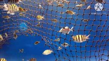Os animais mais fofos do mundo N•565