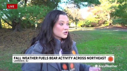 Fall weather fuels bear activity across Northeast