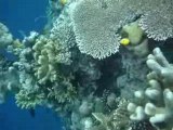 Bunaken: corals and fishes (North Sulawesi)