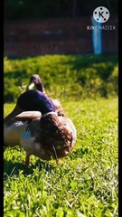 Os animais mais fofos do mundo N•572