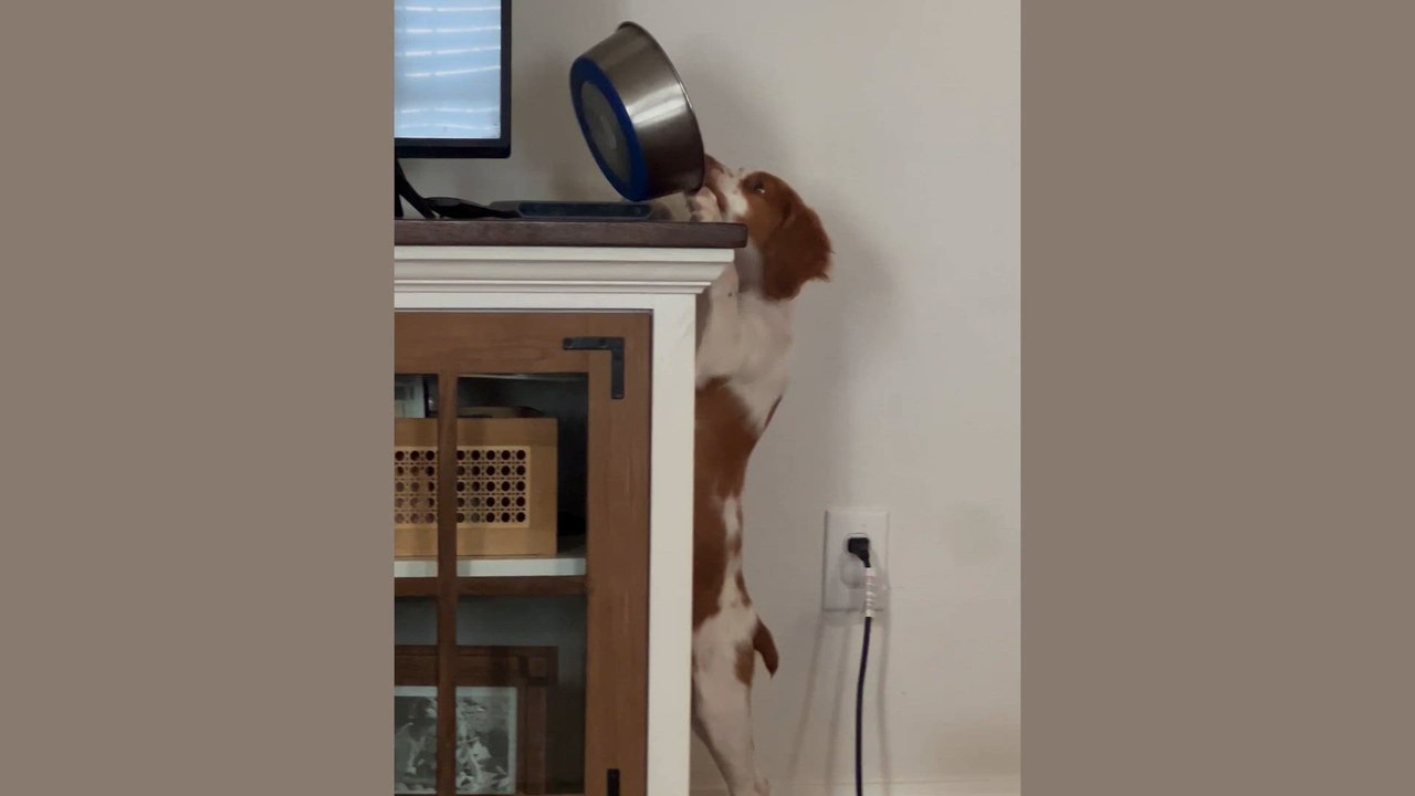 Paw-some Fails