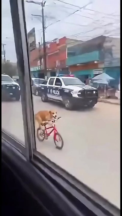 😂🐾 ¡Firulais se hace viral! 🚨🇲🇽