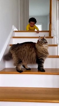 USA America You Won’t Believe What This Cat Does When Baby Heads Toward the Stairs #usa #shortsfeed