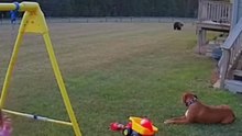 🐾 Brave Dog Saves Child From Bear | Real CCTV & Police Body Cam Footage
