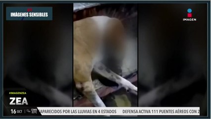Hombre envenena a 11 perritos en la Central de Abasto de Mérida, Yucatán