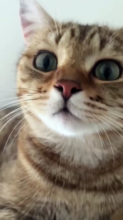 Cat meo
