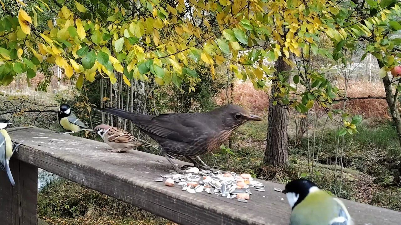 Eurasian Tree Sparrows and Other Nordic Birds