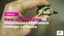Nace en Zoológico de Guadalajara la primera tortuga casquito