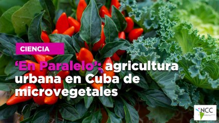 ‘En Paralelo’: agricultura urbana en Cuba de microvegetales